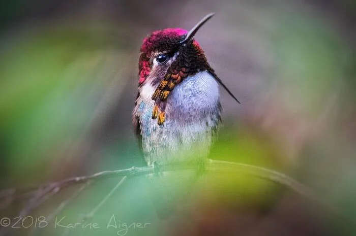 The smallest bird - Hummingbird, Birds, Wild animals, wildlife, The photo