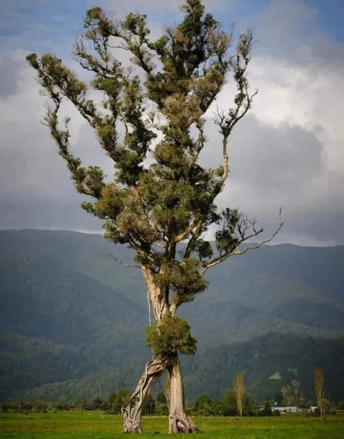 New Zealand Tree of the Year - Tree, Rare view, Endemic, New Zealand, The photo, Plants, Winners, Competition, wildlife