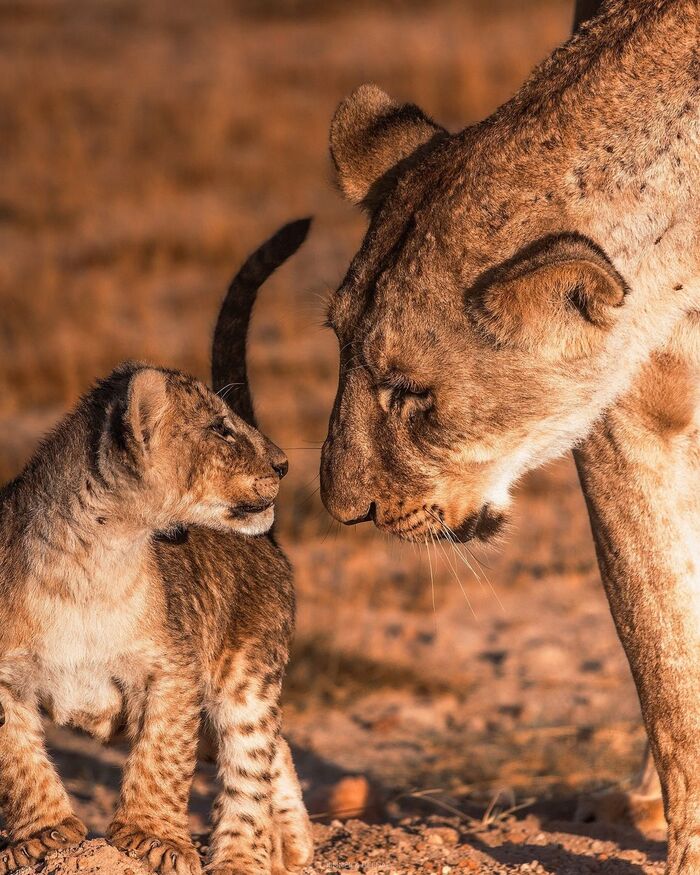 Did you play pranks while I was away? - Lion cubs, Lioness, a lion, Big cats, Cat family, Predatory animals, Wild animals, wildlife, National park, Africa, The photo