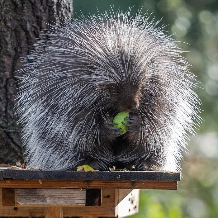 Fluffy - Porcupine, Rodents, Wild animals, North America, The photo