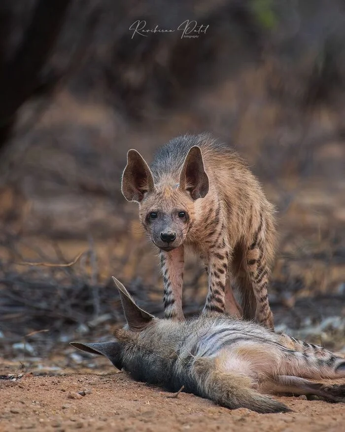 Young hyenas - Hyena, Striped hyena, Predatory animals, Wild animals, wildlife, India, The photo