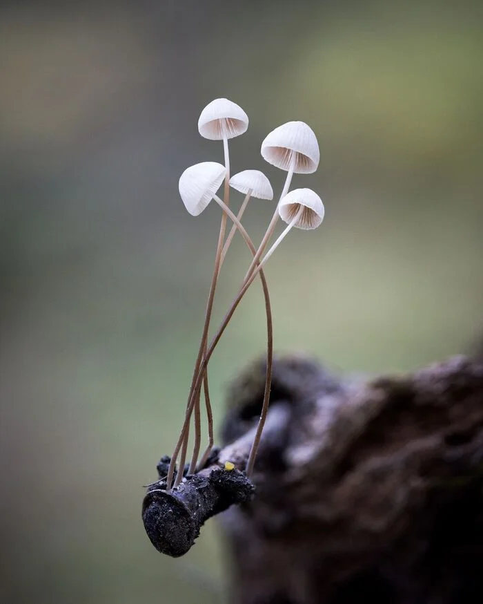 Something of the Mycena genus - Mushrooms, Mycology, wildlife, The photo