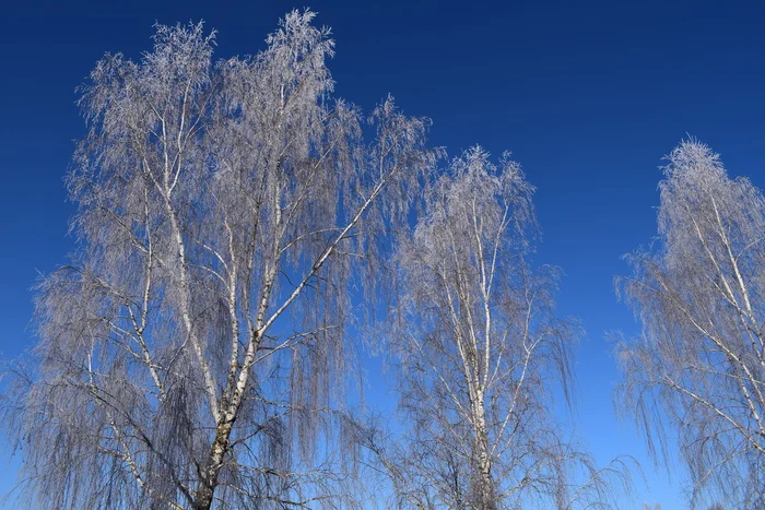 A little coolness in the feed) - My, Birch, freezing, Cold, Weather, Sky, The photo