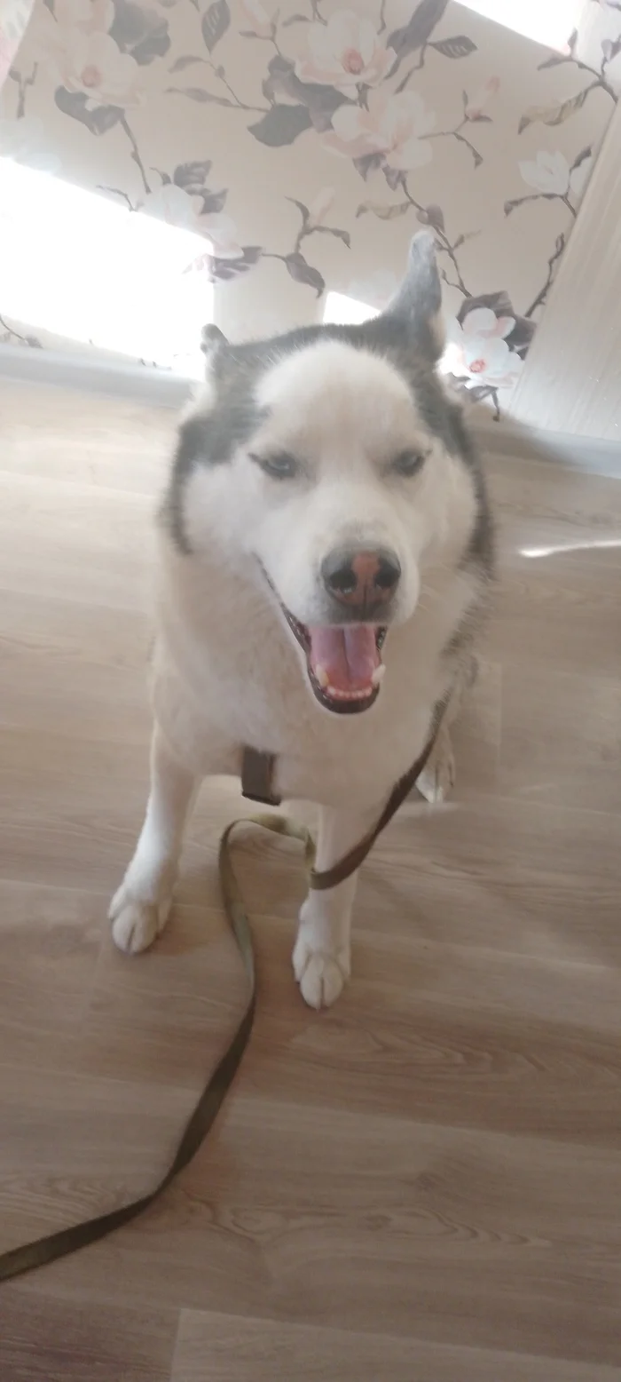 Hello, I'm learning Russian from Russia) I'm new here) - My, Husky, Russian language, Longpost, Dog, The photo