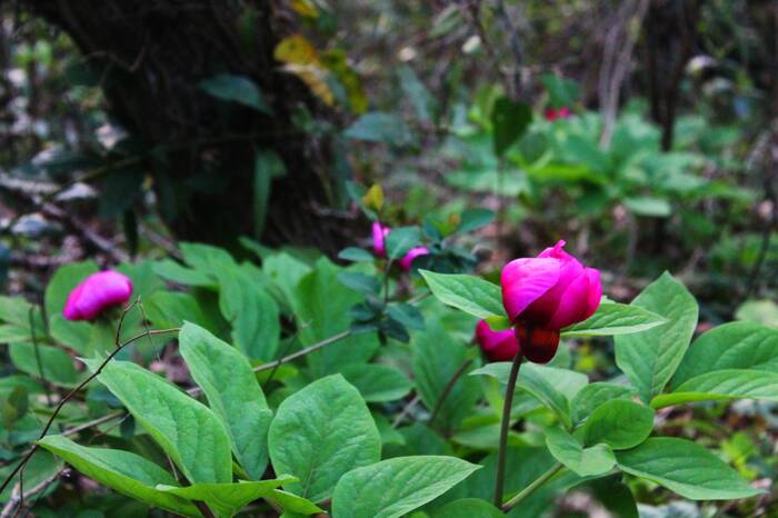 Scarlet flower - My, The photo, Plants, Flowers, Peonies, Bloom