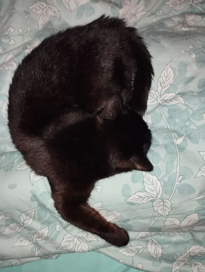 Creative sleeping positions - My, cat, Pet the cat, Humor, Black humor, Pets, Black cat, The photo