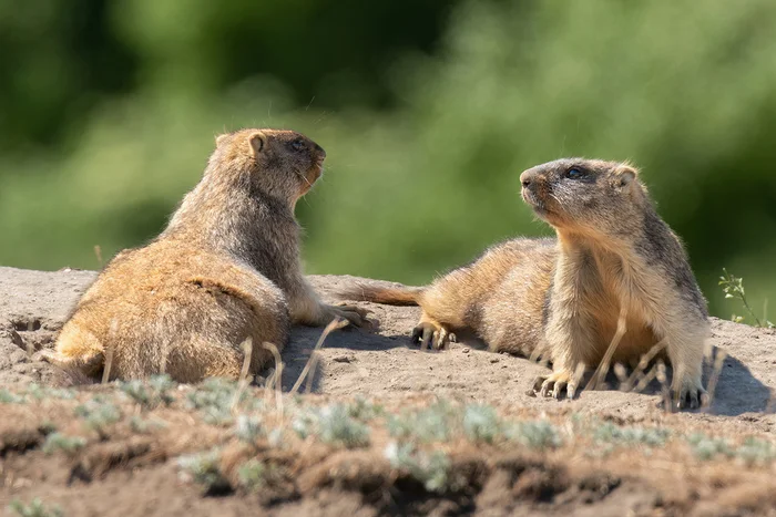 And we have a siesta - My, Marmot, Wild animals, Photo hunting, Steppe, Rostov region