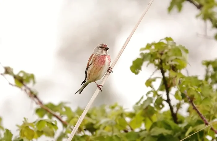 Linnet - My, The photo, Netherlands (Holland), Nature, Birds