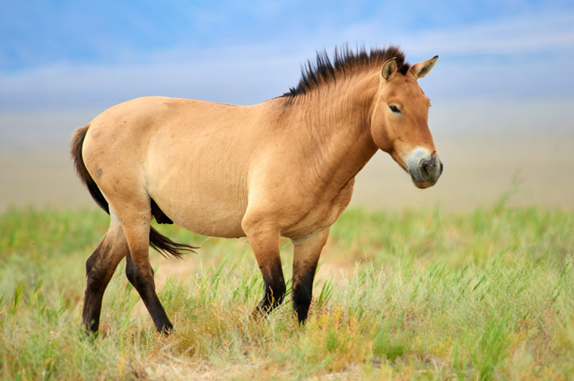 3 Przewalski horses were brought to Kazakhstan from the Czech Republic - Kazakhstan, Red Book, Przewalski's horse, Reintroduction, Recovery, Good news