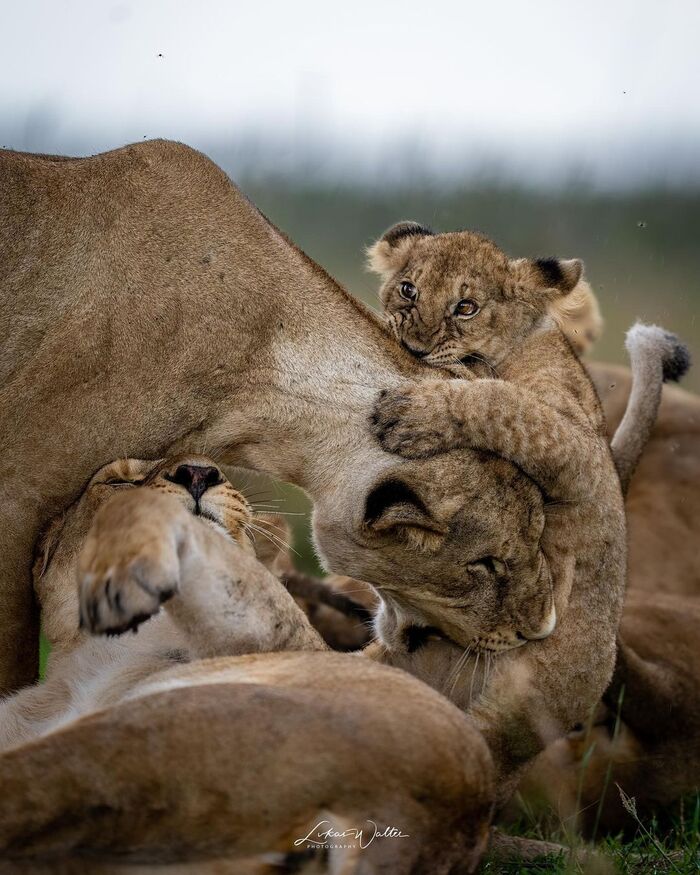 When the adults join in the fun - Lion cubs, Lioness, a lion, Big cats, Cat family, Predatory animals, Wild animals, wildlife, National park, Serengeti, Africa, The photo, Kus