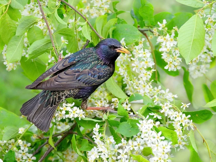 Starling - singer of spring - Starling, Arrived, Passeriformes, Songbirds, The photo, Birds, Wild animals, Spring