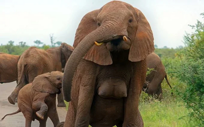 Adult elephants have two breasts (mammary glands) located between their front legs. - Elephants, Animals, Wild animals, Female, Mammals, Boobs, Humor, Sarcasm, Land, Planet Earth, In the animal world, Facts, Biology, Amazing, Around the world