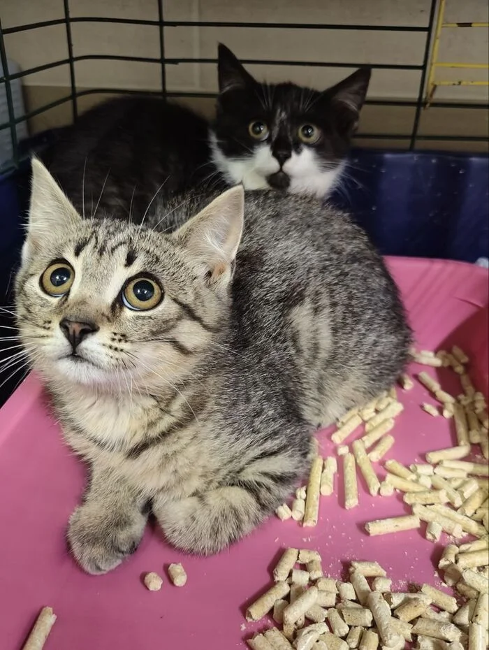 Plus two new kittens in the clinic (I had to put them there, since I simply don’t have room anymore) - My, cat, Animal Rescue, Kittens, Tosno, Video, Vertical video, Longpost