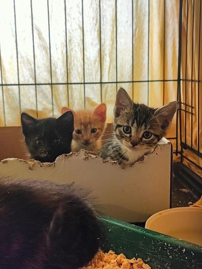 Hello everyone from the new 5 rescued kittens. I replaced the cage, but the shoots continue. Three and armor behind Pikabushnik - My, Animal Rescue, Tosno, Helping animals, cat, Kittens, Vertical video, Video, Longpost