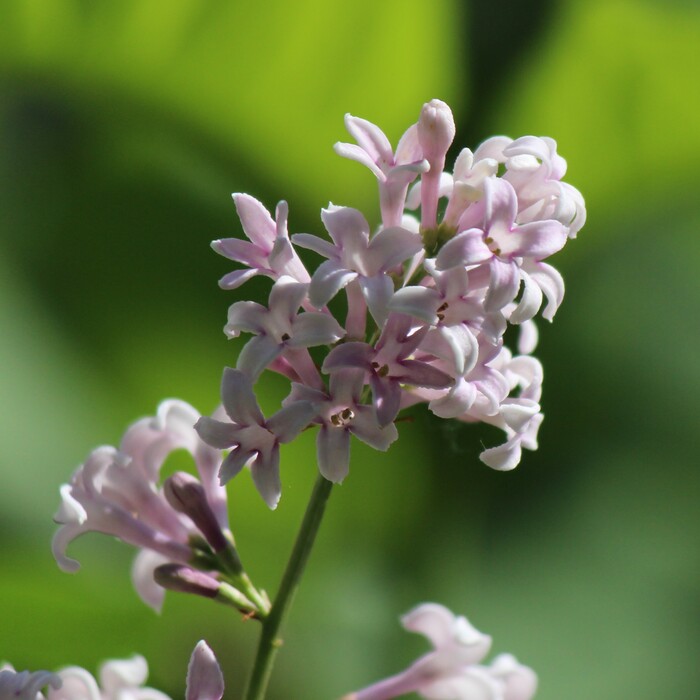 много-много желаний для одной веточки