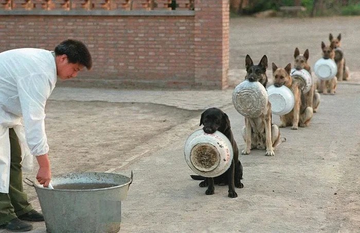 Get in line, you sons of bitches! Get in line! - The photo, Lunch break, Service dogs, Dog