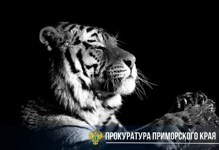 Continuation of the post “Skin in a Million” - Amur tiger, Skin, Ussuriysk, Negative, Tiger, Marketing, Red Book, Rare view, Criminal case, Primorsky Krai, Poachers, Wild animals, Predatory animals, Big cats, Cat family, Protection of Nature, Prosecutor's office, Withdrawal, Storage, Reply to post, Telegram (link)