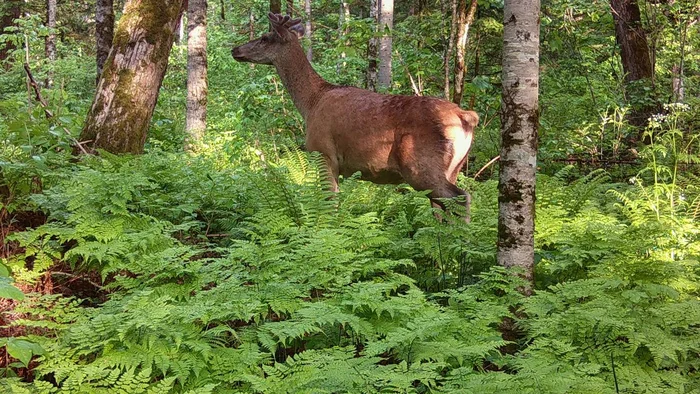 Red deer need to be more careful - Izyubr, Amur tiger, The photo, Bikin National Park, Phototrap, Wild animals, wildlife, Primorsky Krai, Big cats, Cat family, Predatory animals, Ungulates, Tiger, Artiodactyls, Telegram (link)