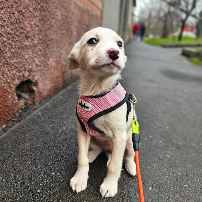 A very well-mannered and cute puppy with a good psyche and with all vaccinations is looking for a home - Puppies, In good hands, Happiness, Friend, Dog