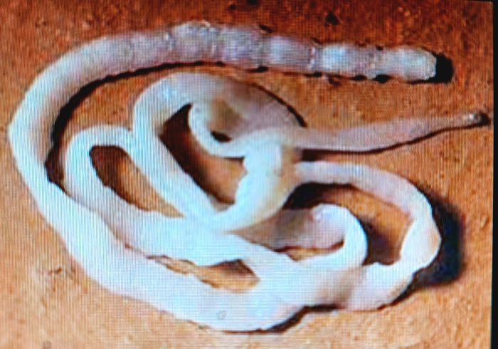     .  -     ,      "  ",     - ,      (    -)