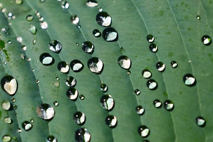 Water cabochons - My, Crossposting, Drops, Nature, The photo, Apothecary Garden