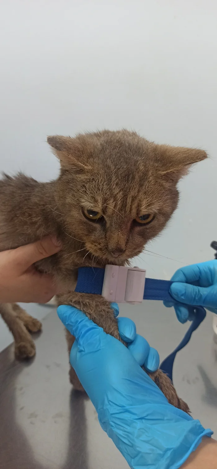 Today Filya went for tests. His mucous membranes have turned yellow - My, Homeless animals, Shelter, Animal Rescue, cat, No rating, Animal shelter, Negative, Help, Overexposure, Cat lovers, Helping animals, Charity, Kindness, Fluffy, Volunteering, Longpost