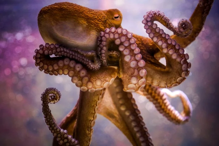 Why doesn't an octopus get tangled in its limbs? - Exotarium, Tula