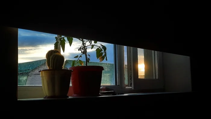 Sunset - My, Sunset, Window, Plants, Cactus, The sun, Sunrises and sunsets