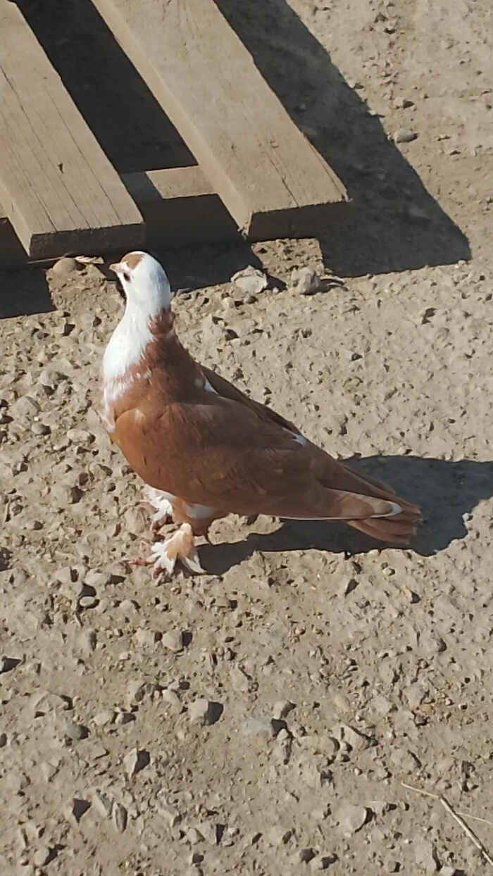 Pigeon found - My, Pigeon, Krasnodar