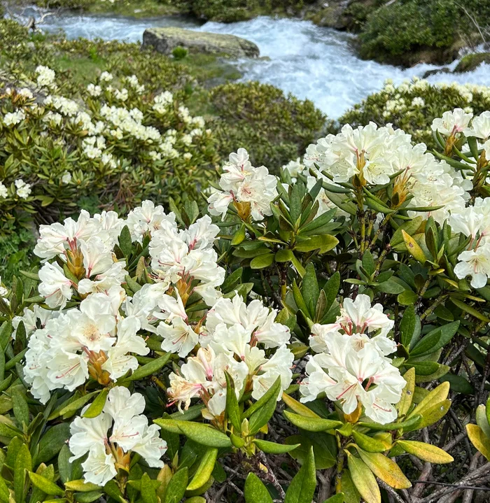 Blooming rhododendrons on Arkhyz - My, Travel across Russia, Arkhyz, Rhododendron, Bloom, Travels, The mountains, Longpost