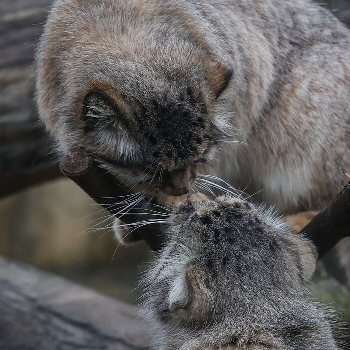Rare moments of mutual understanding - Wild animals, Predatory animals, Cat family, Small cats, Pallas' cat, The photo, Zoo