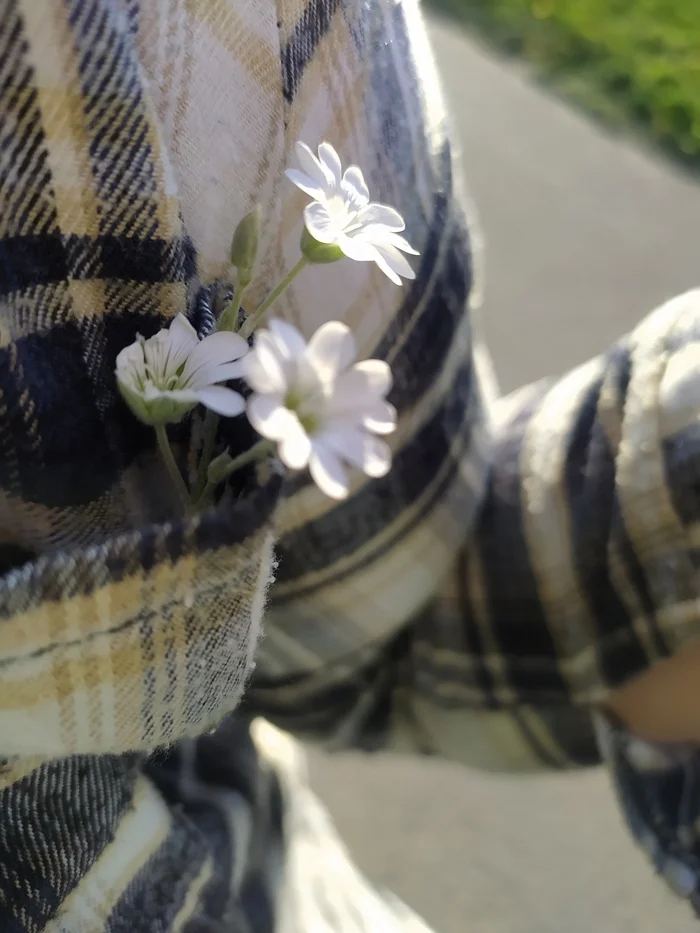 Summer - My, Mobile photography, Flowers, Wildflowers, Photo on sneaker, Summer, Longpost