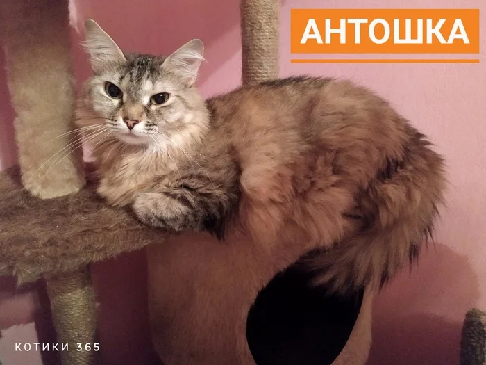 Antoshka 06/07/2024 - Shelter, Homeless animals, Cat lovers, Pet the cat, cat, Longpost