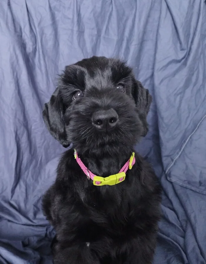 Passport photo - My, Puppies, Dog, Giant schnauzer, The photo