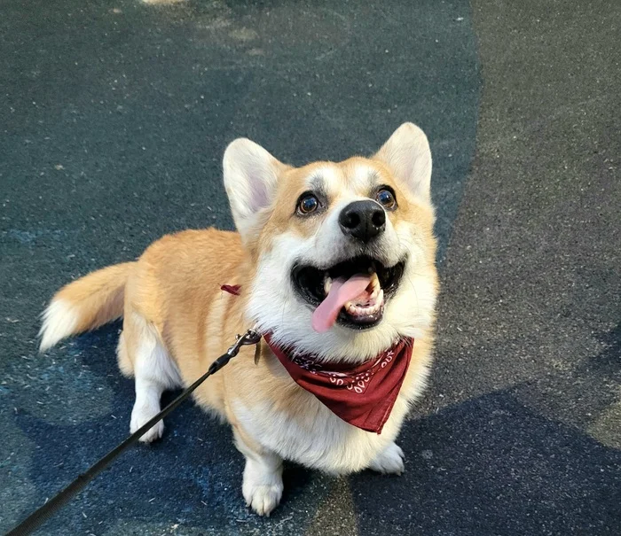 Summer cake - Corgi, Dog, Summer, Longpost