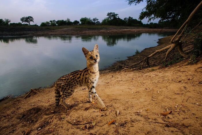 Far, far away, on Lake Chad... - Serval, Small cats, Cat family, Predatory animals, Wild animals, wildlife, National park, Africa, The photo, Lake