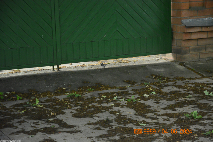 Вознесенская улица и милая птичка