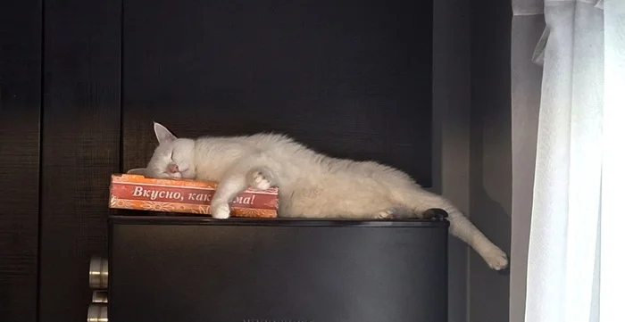 Just a cat. He sleeps in his favorite place, he's full - My, cat, Turkish angora, Dream, The photo