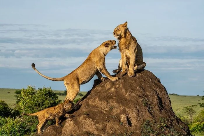 King of the Hill - Lion cubs, Lioness, a lion, Big cats, Cat family, Predatory animals, Wild animals, wildlife, Reserves and sanctuaries, Africa, The photo, Termitary