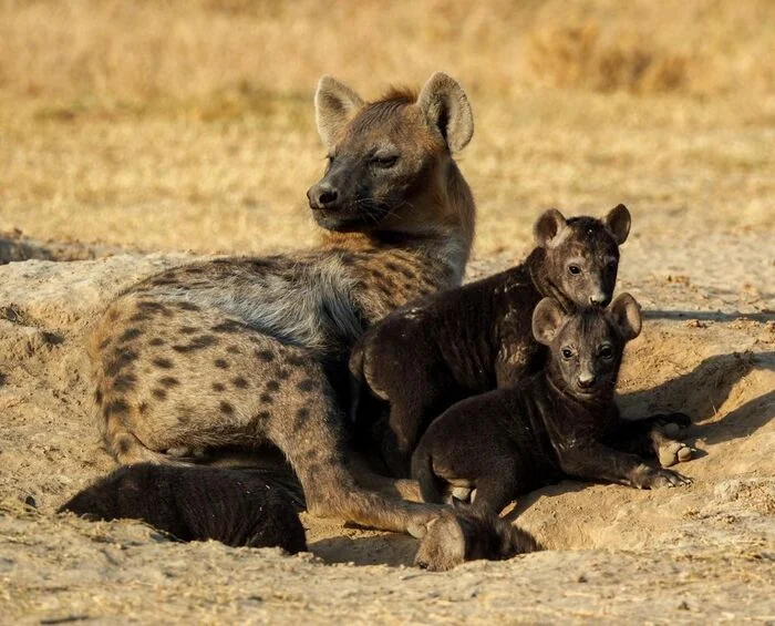 Hyena with cubs - Young, Hyena, Spotted Hyena, Predatory animals, Wild animals, wildlife, Reserves and sanctuaries, Africa, The photo