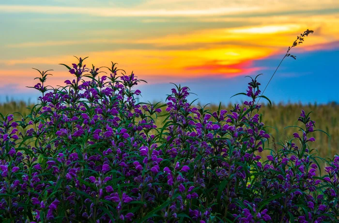 Purple at sunset... - My, The photo, Nikon, Nature, Landscape, Sunset, Flowers, Purple
