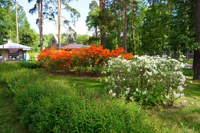 Mon Repos June 8 - My, The photo, Vyborg, Mon Repos Park, Lilac, Water lily, Longpost