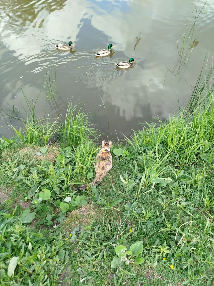 Drama in three acts - My, cat, Hunting, Fail, Duck, Failure, Longpost