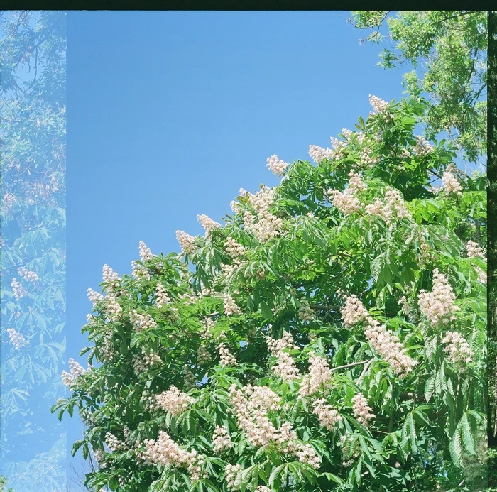 Chestnuts and cooling towers - My, Film cameras, Film, Summer, The film did not die, Longpost, Medium format, The photo