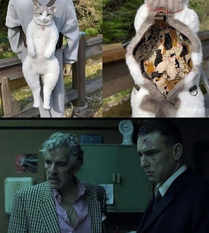 Look in the cat - Guy Ritchie, cat, Сумка, Humor, Strange humor, Big jackpot, Picture with text