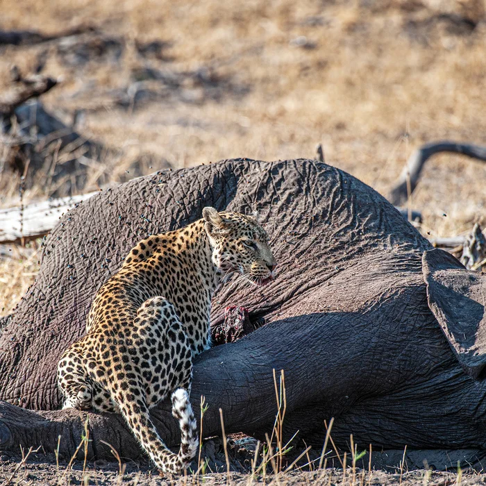 Heading - My, Nikon, The photo, Botswana, Leopard, Elephants, Reserves and sanctuaries, National park