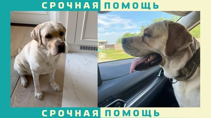 Labrador disappeared in the Krasnogorsk region - My, Lost, Volunteering, Dog, Dog lovers, Help me find, The dog is missing, No rating