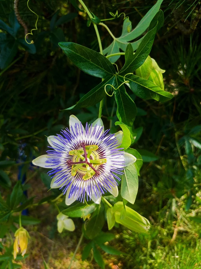 Blooming passion fruit - My, Adler, Passion fruit, Flowers