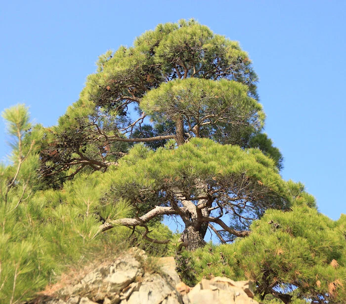 Pitsunda pine (Pinus pityusa) - Nature, Краснодарский Край, The photo, Gelendzhik