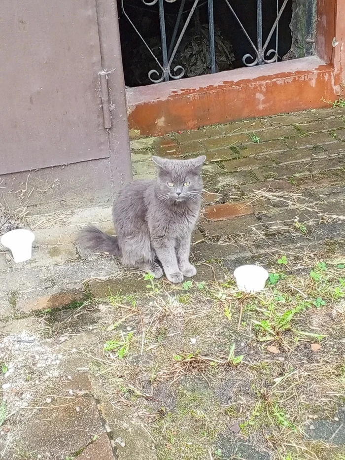 A cat from Kaliningrad is looking for a home - My, cat, Homeless animals, In good hands, Overexposure, Pets, Shelter, Fluffy, Cat lovers, Lost, Question, Ask Peekaboo, Longpost